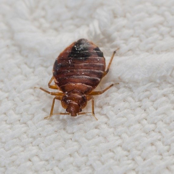 Bed Bugs, Pest Control in Islington, Barnsbury, Canonbury, N1. Call Now! 020 8166 9746