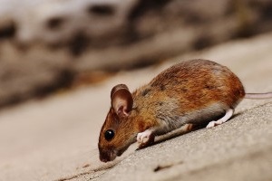 Mouse extermination, Pest Control in Islington, Barnsbury, Canonbury, N1. Call Now 020 8166 9746