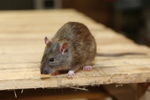 Rodent Control, Pest Control in Islington, Barnsbury, Canonbury, N1. Call Now 020 8166 9746