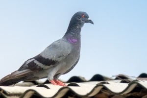 Pigeon Pest, Pest Control in Islington, Barnsbury, Canonbury, N1. Call Now 020 8166 9746