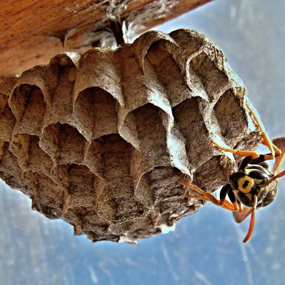 Wasps Nest, Pest Control in Islington, Barnsbury, Canonbury, N1. Call Now! 020 8166 9746